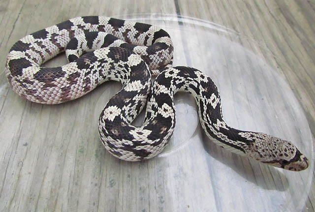 Northern Pine Snake